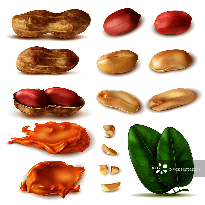 逼真花生素材：带绿叶的带壳花生和花生酱矢量图图片素材