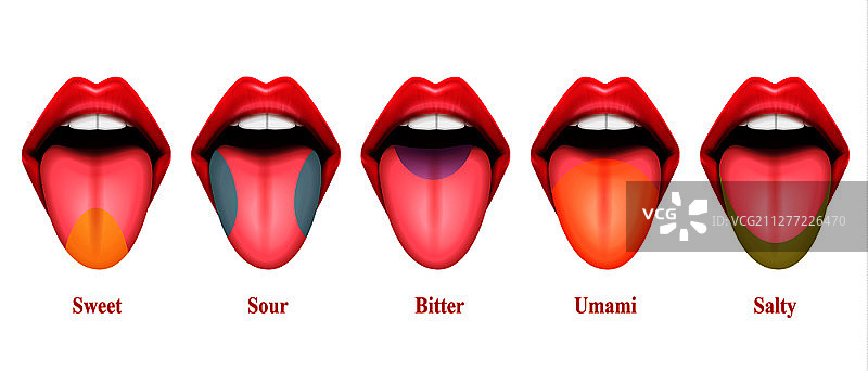 舌头味觉区域真实矢量图，包含甜、咸、酸、苦、鲜五种基本味觉区域图片素材