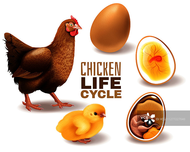 家鸡生命周期阶段写实图：从受精卵到成年母鸡的胚胎发育矢量图图片素材