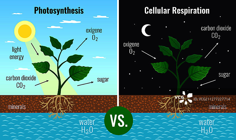 光合作用积累糖分和细胞呼吸为所有植物功能提供能量日夜教育海报矢量图图片素材
