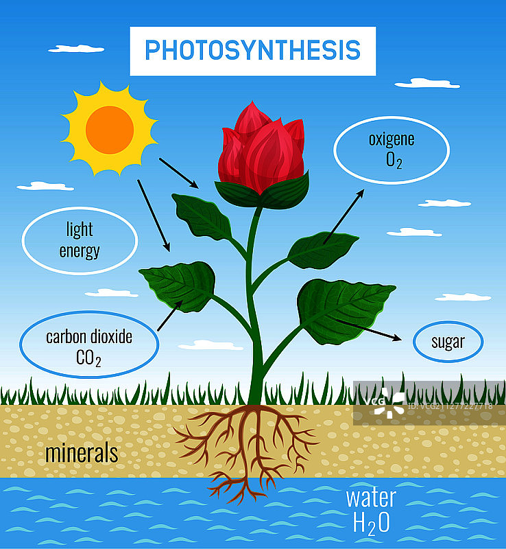 植物生长中的生物光合作用：太阳能转化为化学能的平面教育海报矢量图图片素材
