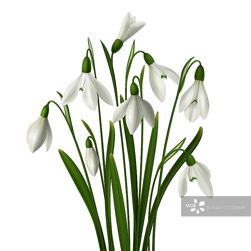 逼真的雪滴花套装，含新鲜花束和草地图像矢量素材，背景空白图片素材