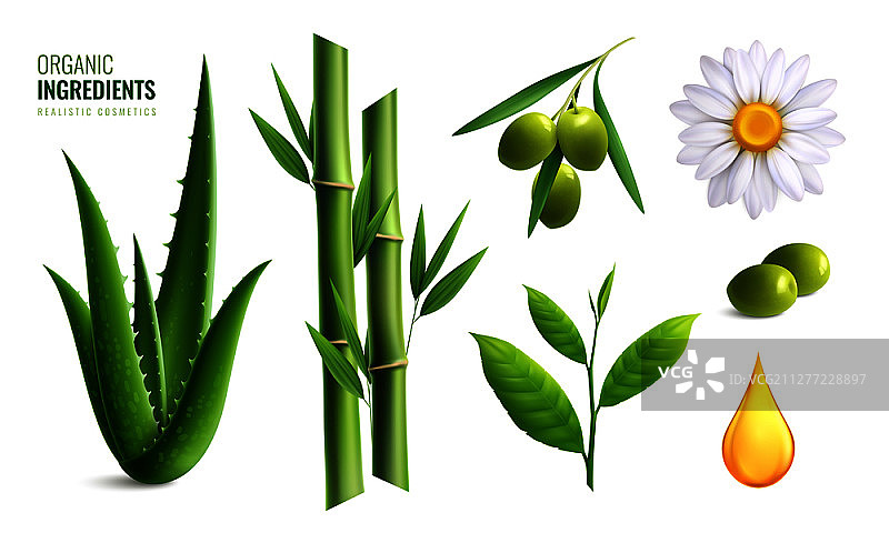 芦荟橄榄油竹子甘菊有机化妆品成分矢量图图片素材