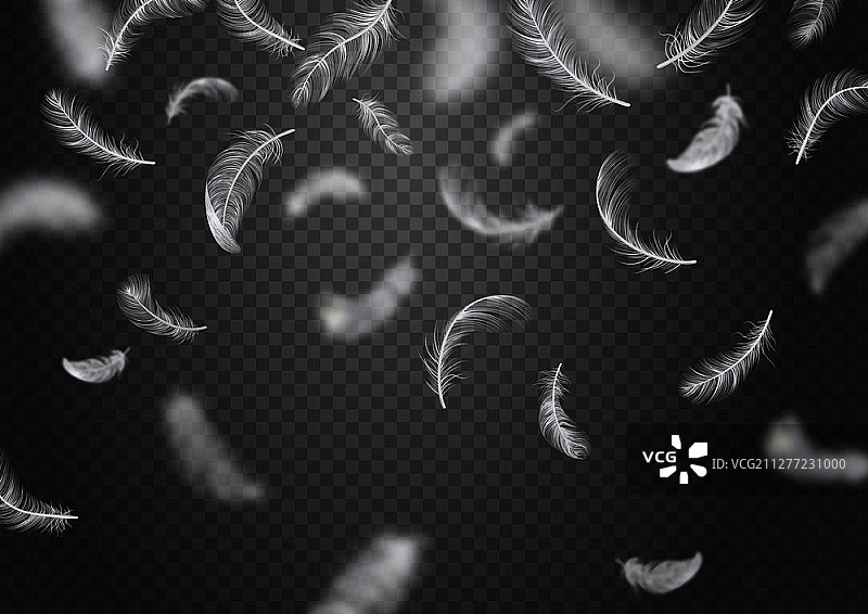 白色羽毛从透明背景上飘落矢量图图片素材
