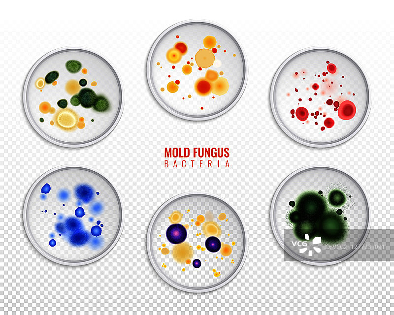 透明背景上具有可编辑文本的霉菌真菌菌落斑点真实图像合集图片素材