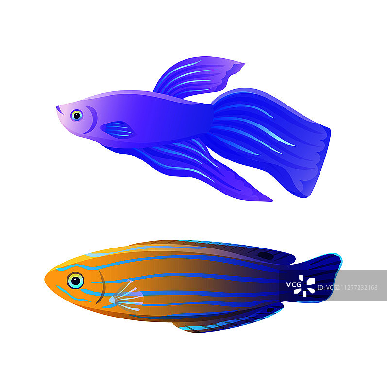 蓝色条纹金丝鱼和搏鱼海洋生物海报图片素材