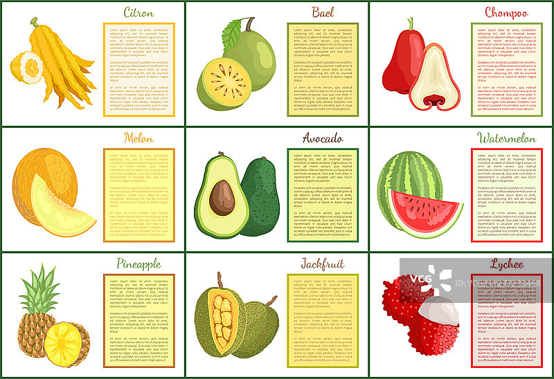 香橼和香蒲海报设计矢量素材。榴莲荔枝和菠萝鳄梨西瓜等热带水果图片素材
