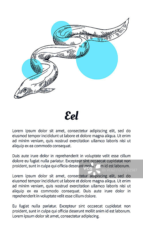 电鳗海洋生物海鲜扁平风格矢量插画图片素材