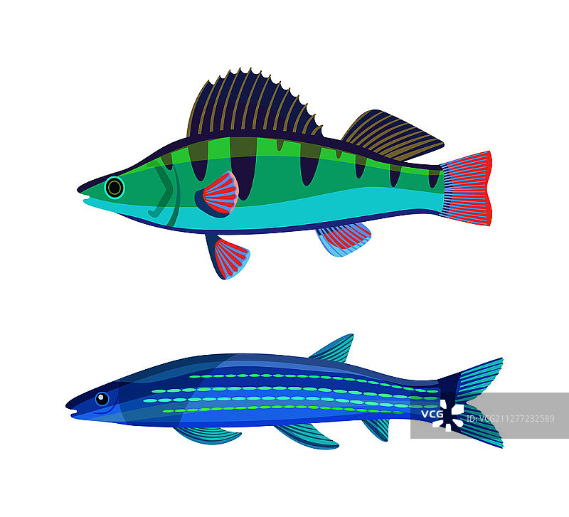 蓝色鲭鱼海洋生物插画图片素材