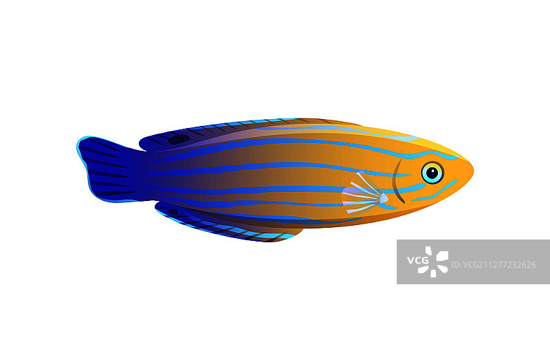 白色背景上的条纹黄蓝锦鱼矢量图图片素材