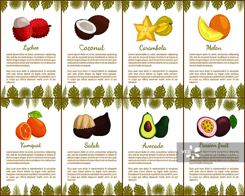 荔枝椰子杨桃热带异国水果矢量图。金桔和蛇皮果，鳄梨和甜瓜，有机产品健康搭配海报与文字。荔枝椰子杨桃百香果矢量图图片素材
