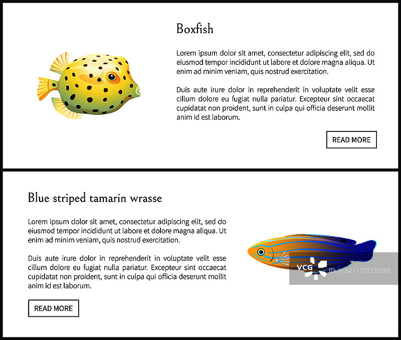 蓝色条纹绢毛猴和箱鲀水生生物矢量插画图片素材
