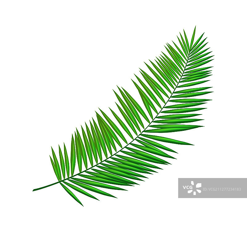 特写矢量图：孤立的槟榔蝴蝶棕榈叶图片素材