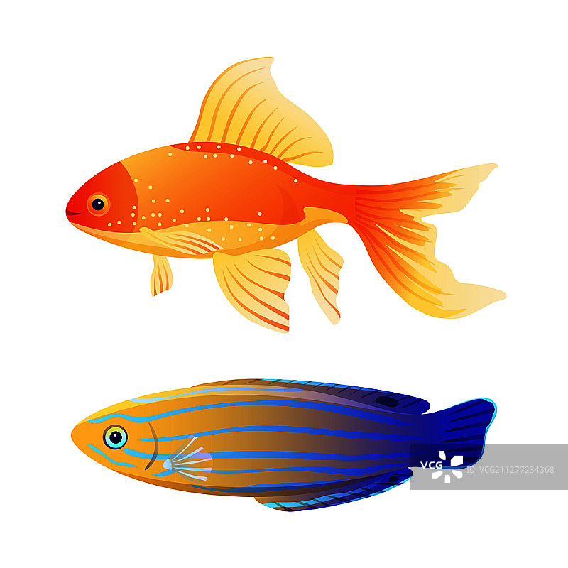 罕见的蓝色条纹狐鲷和常见水族箱金鱼，流行的海洋动物教育页彩色扁平插画海报图片素材