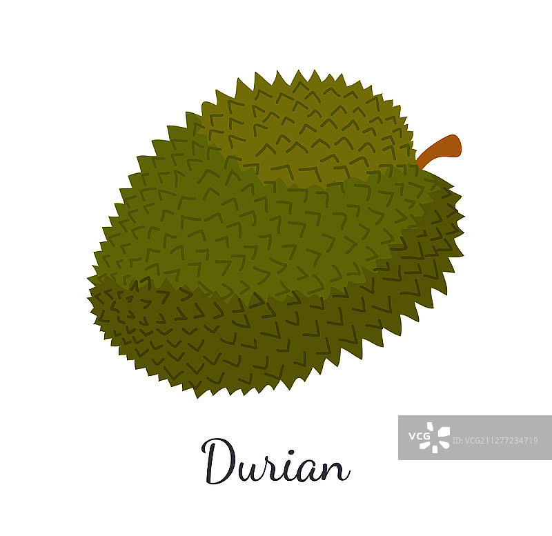 具有独特风味和气味的泰国或马来西亚多汁的异国情调榴莲矢量图。热带食用食品，富含维生素的素食饮食图标。图片素材
