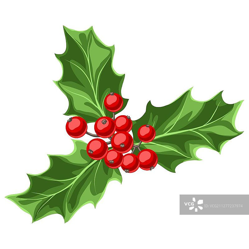 带浆果的冬青树枝插图。复古风格的程式化手绘图像。图片素材