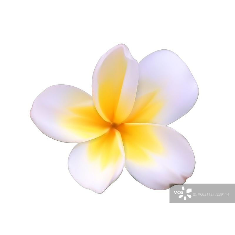 白色背景下的美丽棒棰树花矢量插画图片素材