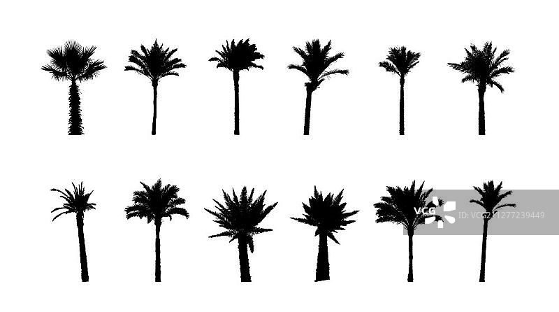 中国南方棕榈树黑白剪影（矢量图）图片素材
