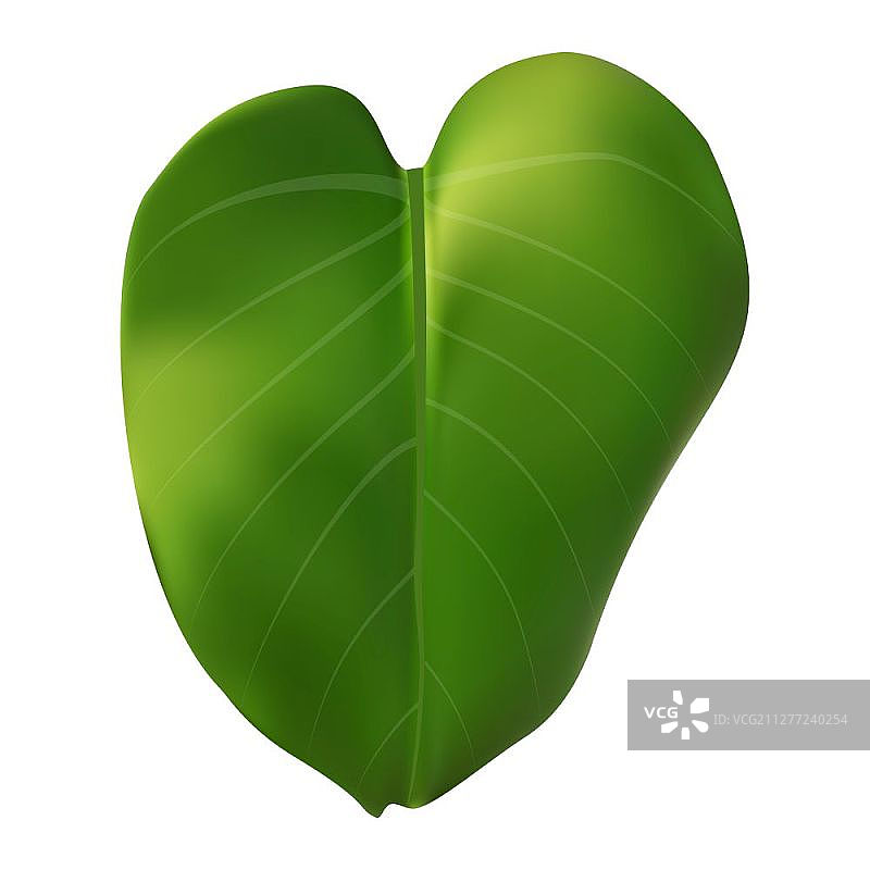 彩色写实绿叶枝头矢量插画图片素材