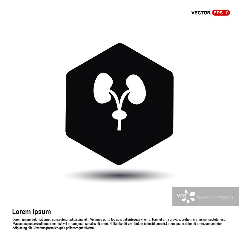 人类肾脏图标图片素材