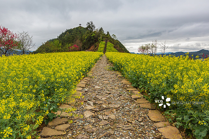 安徽省黄山市歙县石潭村油菜花图片素材