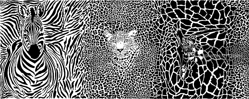 斑马、豹子和长颈鹿背景图片素材