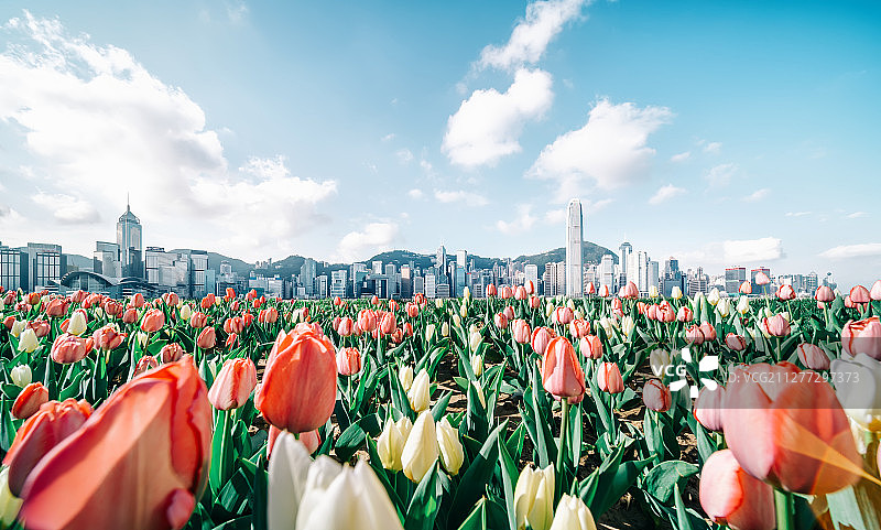 香港城市风光全景图片素材
