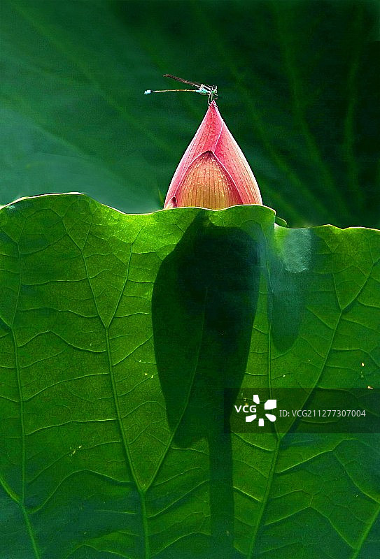 小荷露尖上停留的蜻蜓图片素材