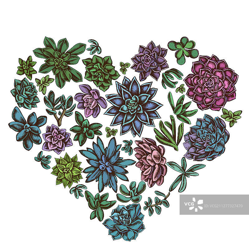 彩色多肉植物心形花卉设计图片素材