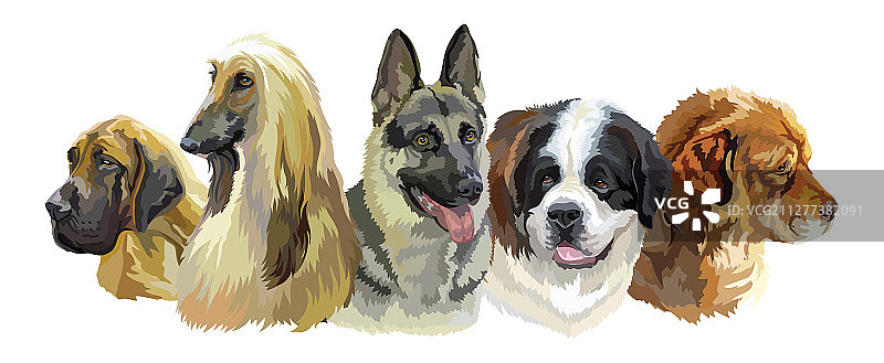 大型犬品种图片素材