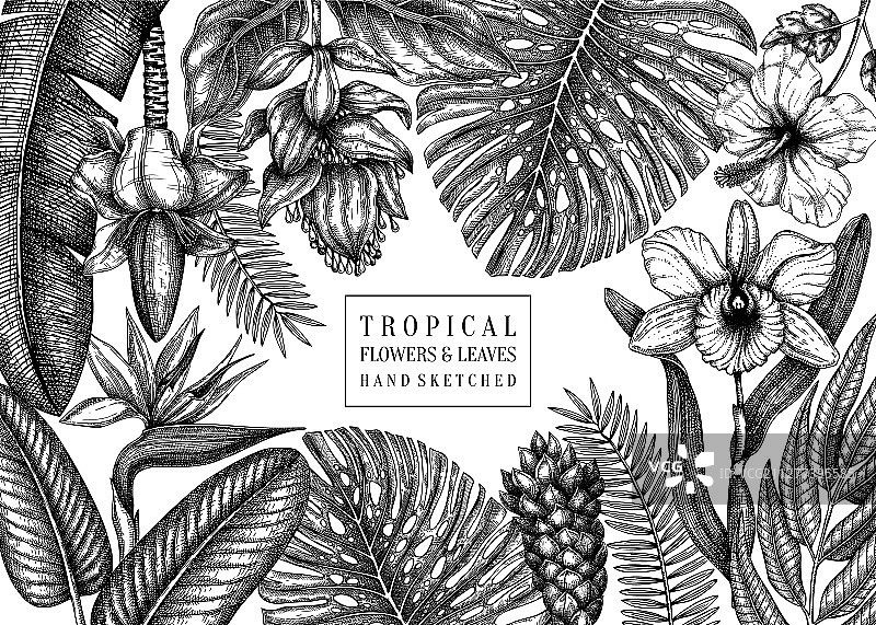 手绘热带植物夏季设计图片素材