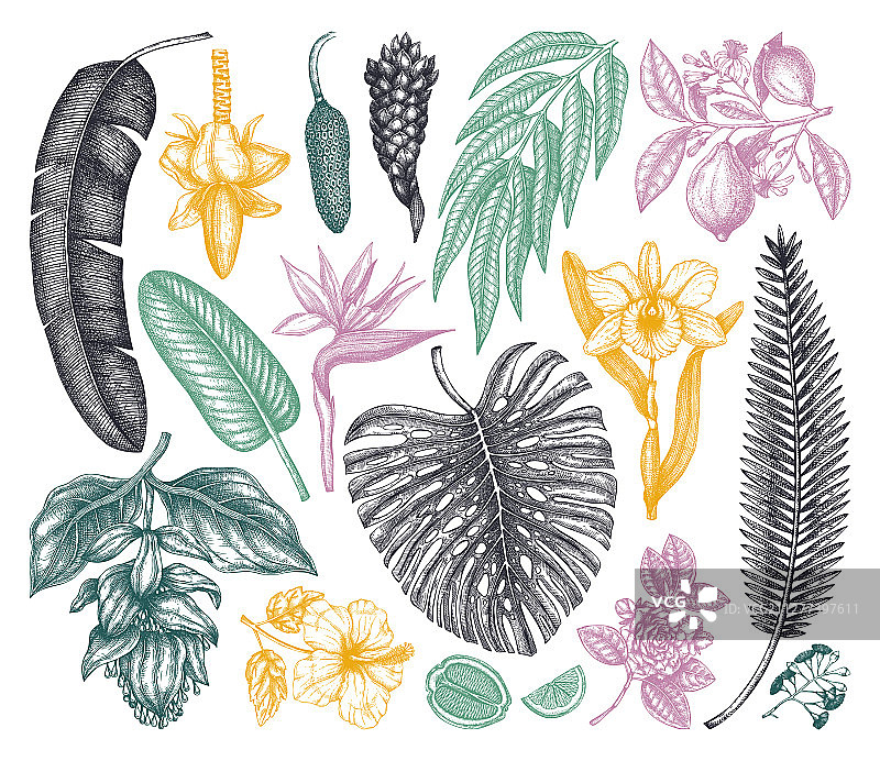 热带植物 奇异花卉 柑橘类水果 棕榈树图片素材