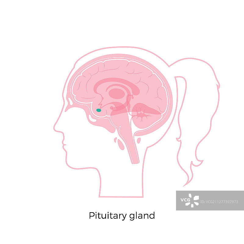 分离的垂体图片素材