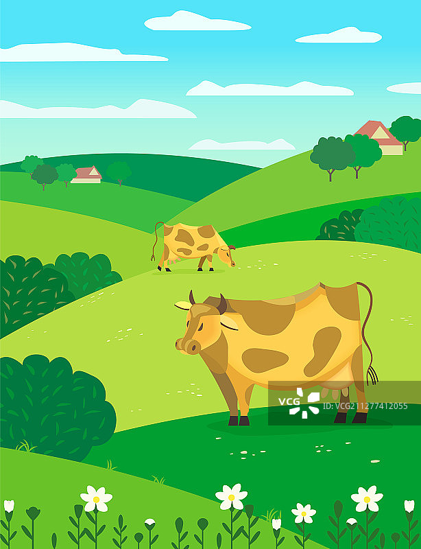 草地上的奶牛图片素材