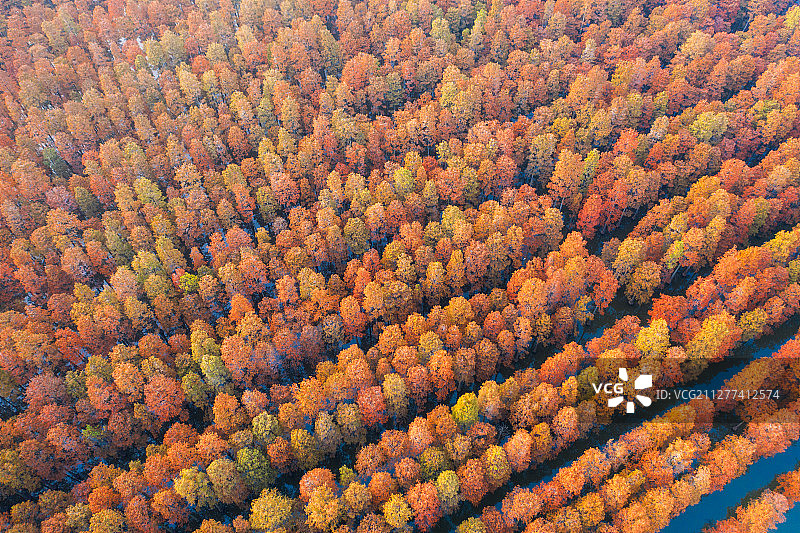 湖北武汉涨渡湖林场湿地图片素材