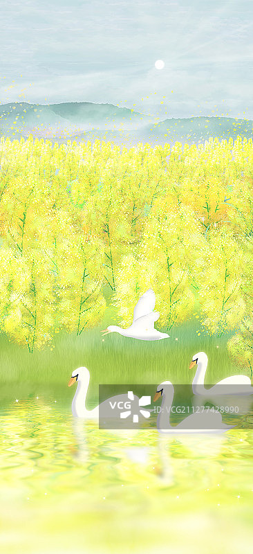一群鹅在油菜花地前面的水塘游过插画背景图片素材