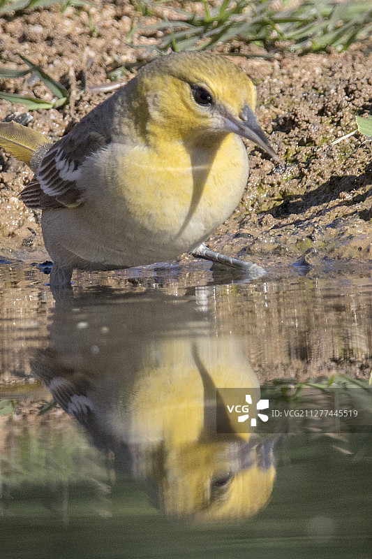 布洛克鹂雌鸟沐浴图片素材