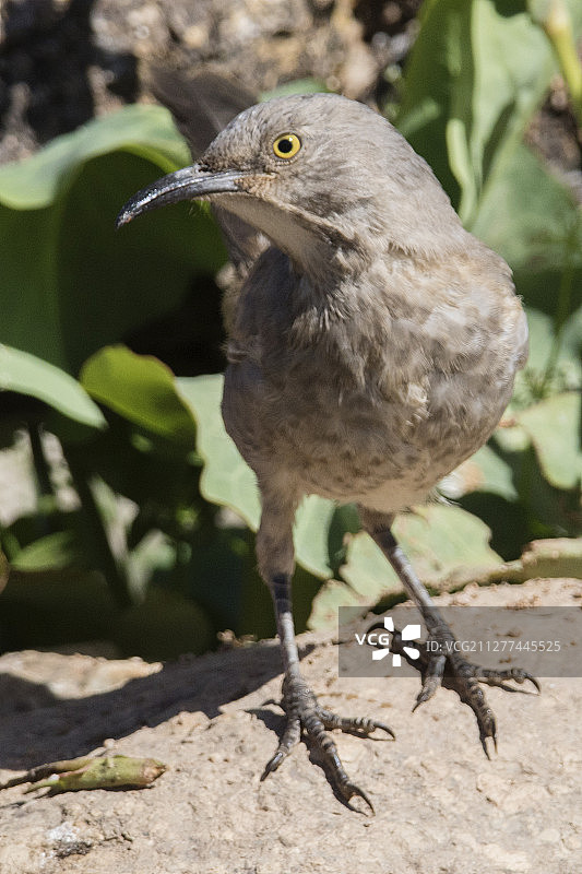 弯嘴嘲鸫图片素材
