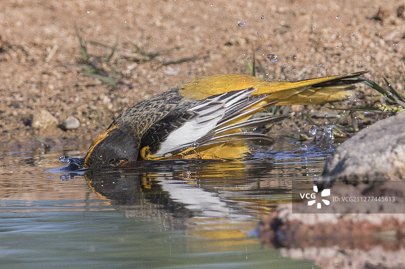 雄性小美洲鹂在沐浴图片素材