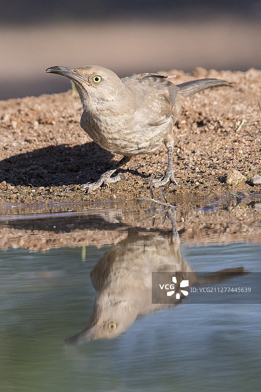 带倒影的弯嘴嘲鸫图片素材