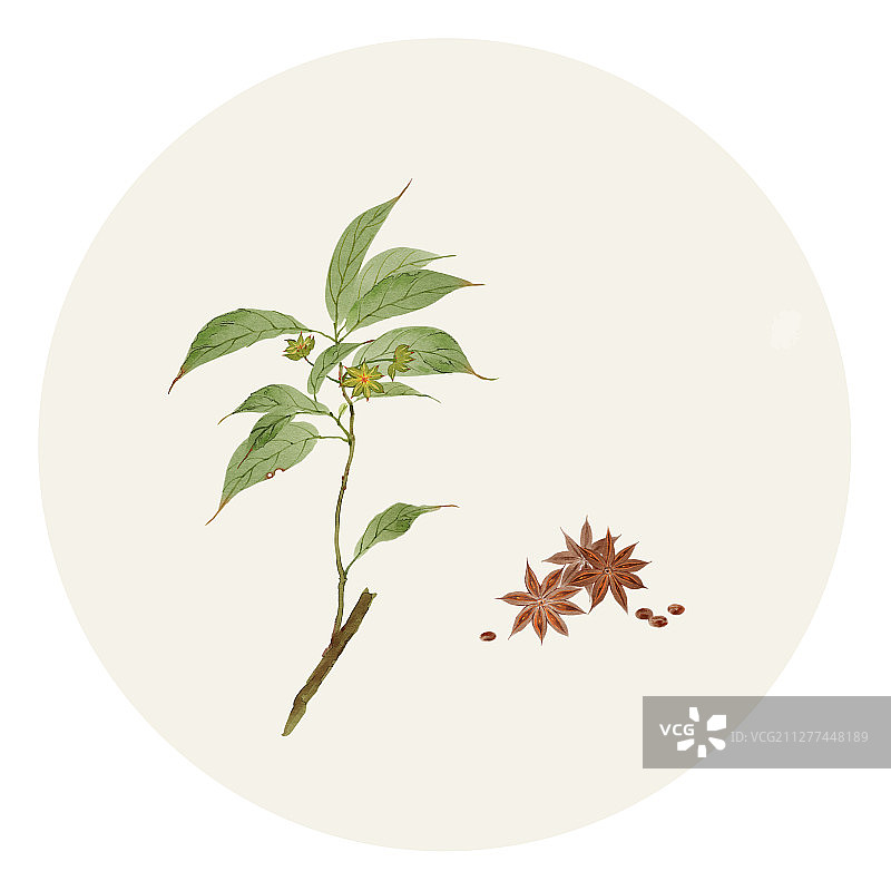 花草插画 八角图片素材