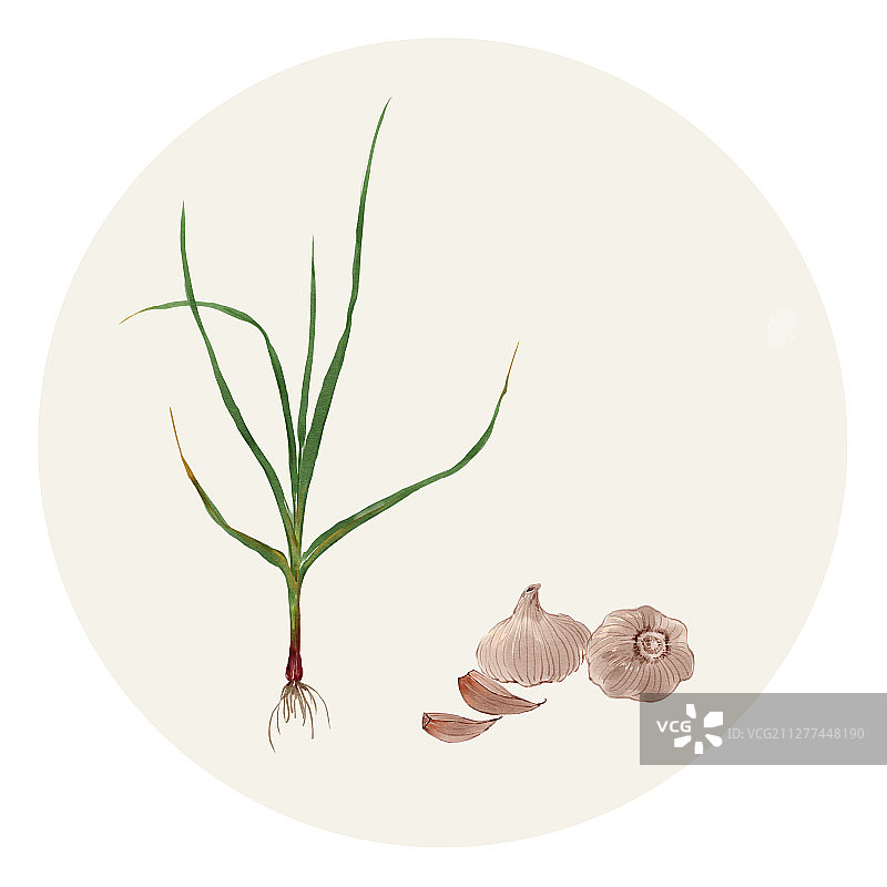 花草插画 大蒜图片素材