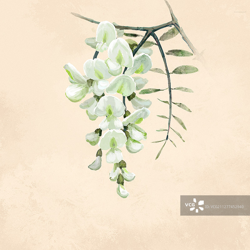 中草药之槐米图片素材