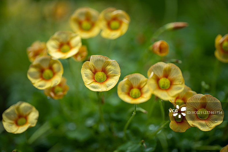 酢浆草～伊丽莎白图片素材