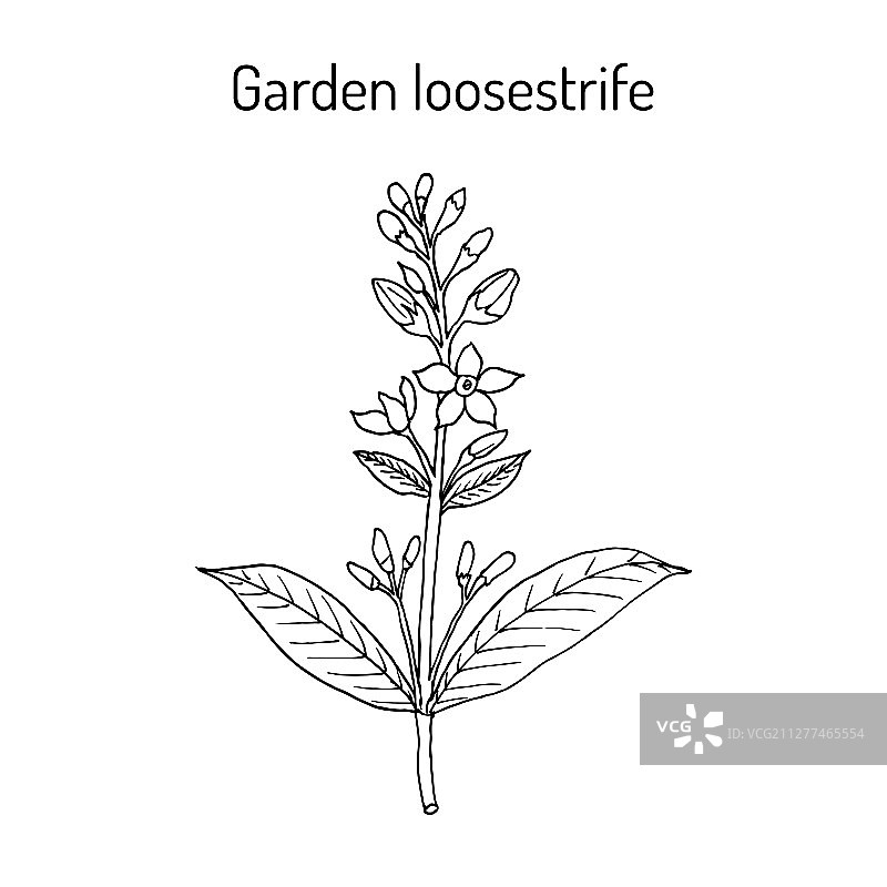 黄色或花园珍珠菜图片素材