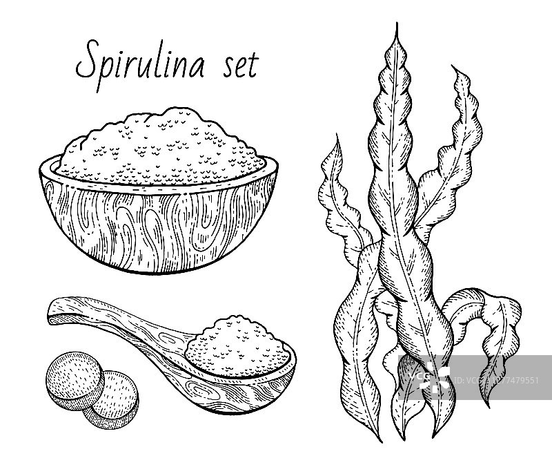 手绘螺旋藻海藻超级食物图片素材