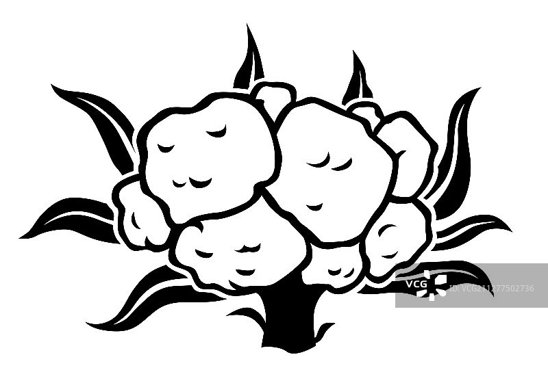 花椰菜卷心菜轮廓图标图片素材