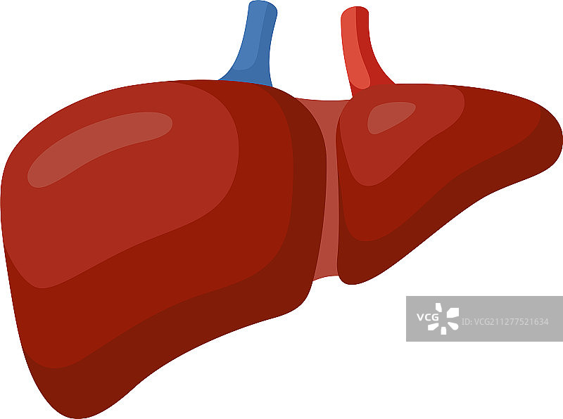 人体腹部的大型肝脏器官图片素材