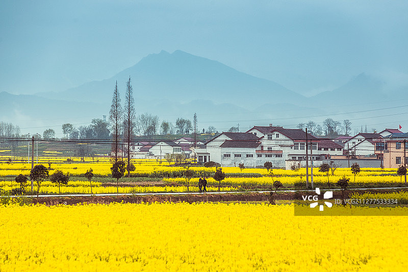 汉中南郑油菜花风光图片素材