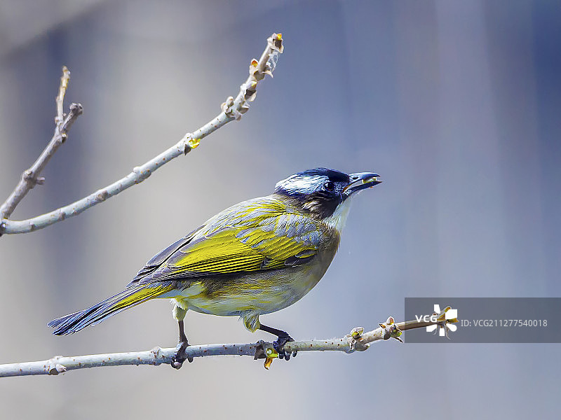 柳树发新芽，青冠已争春。图片素材